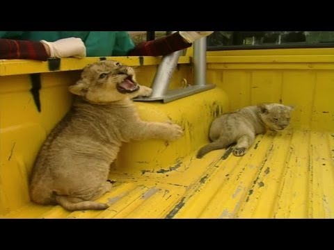 Cachorros de león se independizan