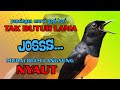 PANCINGAN PAGI PAGI AGAR MURAI GACOR MURAI DIAM PASTI NYAUT EMOSI