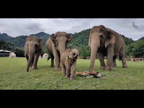 Great time with Pyi Mai Family and Sri Nuan ❤️- EleFlix