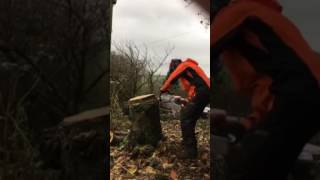 ringing up an old cherry tree