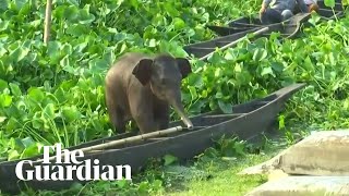 Baby elephant rescued from lake in India