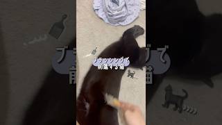 ブラッシングすると勝手に前進していく猫
