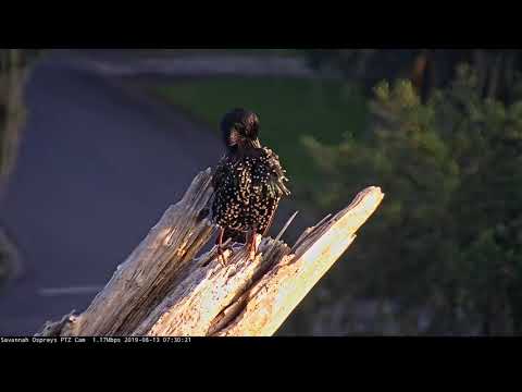 European Starling Shows Off Its Spots While Preening – Aug. 13, 2019