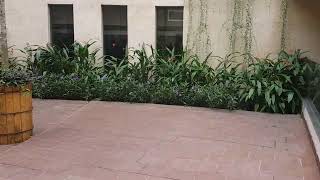 Experience a Tropical Color Display in a Hotel Courtyard