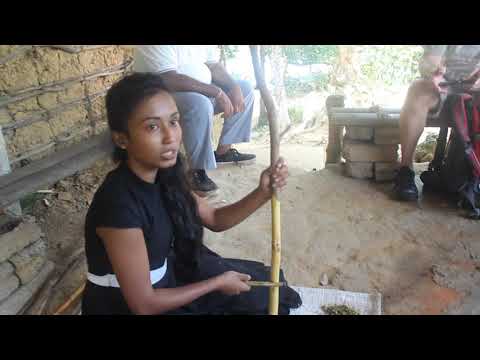 Srí Lanka 2019 - Výroba skořice  na řece Madu Ganga - Video Josef Němec