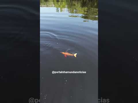 Bom dia Amazonas 🐬