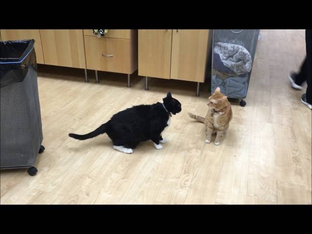 Are your cats fighting or playing? Scientists analyzed cat videos to figure out the difference