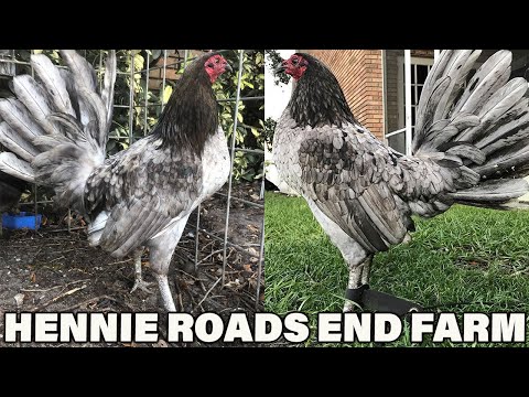 Beautiful Black Hennie Jap Mug Blue Chocolate ROADS end Farm - Farm Visit