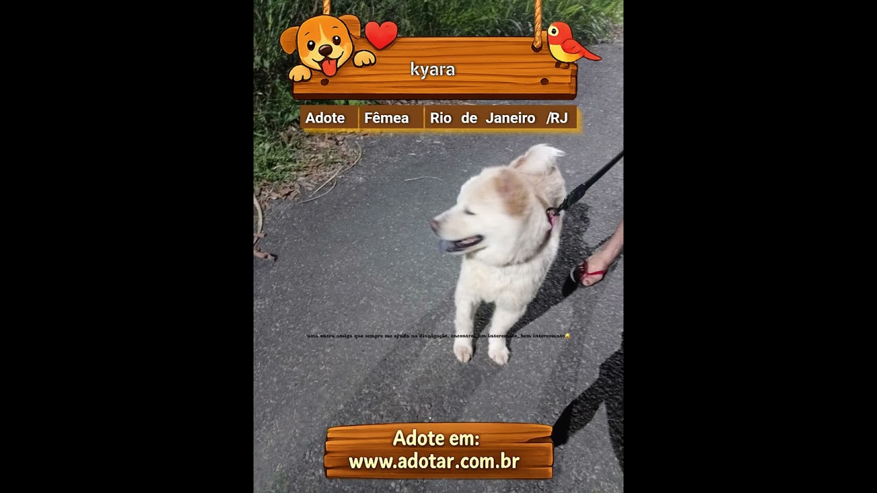 Cachorro raça Chow Chow idade 3 anos nome kyara