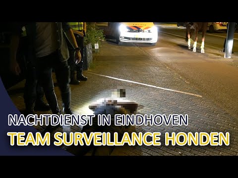 POLITIEHONDEN | TEAM SURVEILLANCE HONDEN | NACHTDIENST IN EINDHOVEN