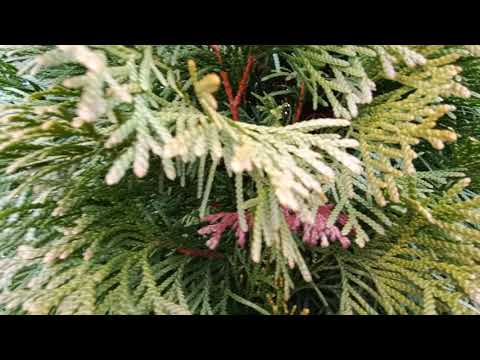 Motorola Moto G73 5G macro video 1080p 30fps