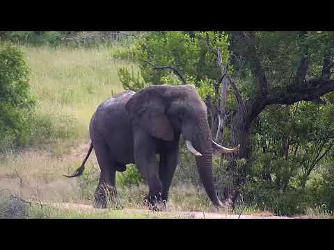 Djuma: Elephants - 02/08/2020