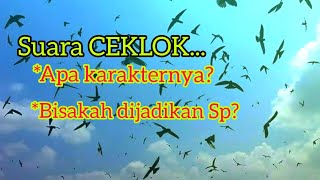 Download lagu SUARA CEKLOK BISAKAH UNTUK SP... mp3