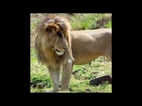 Scar is King of France