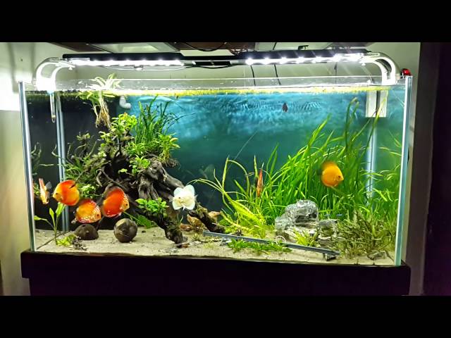 Anuj Aggarwal -Discus fish tank/ Zetlight 2420X2 led light