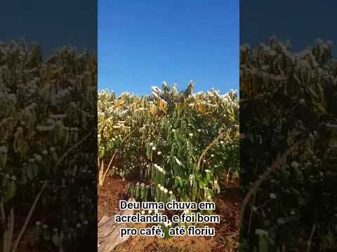 chuva em acrelandia acre,  foi boa que o café amanheceu florido
