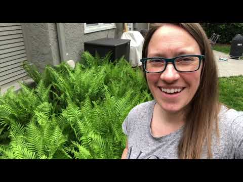 Rain Bird Sensor Performance Test