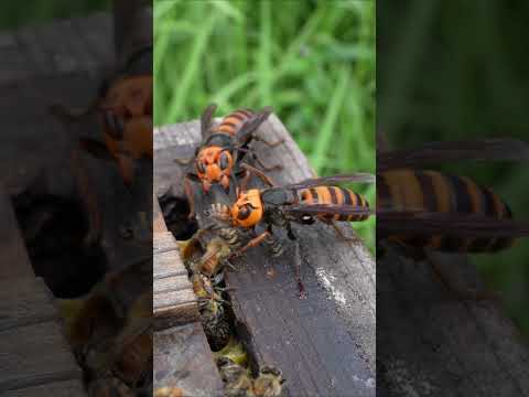 Brave Bee Uses Its Stinger to Resist Giant Hornet Attack