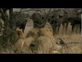 Documentary Nature - Nature - White Lions