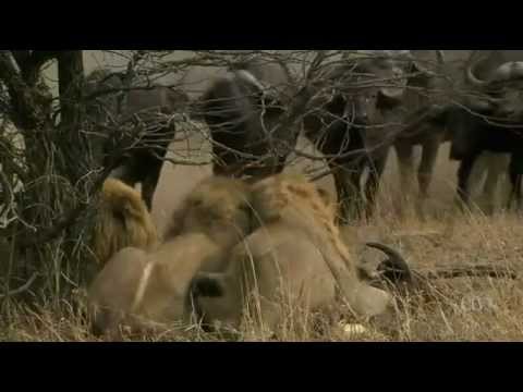 Nature - White Lions