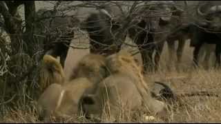 Nature - The White Lions.flv
