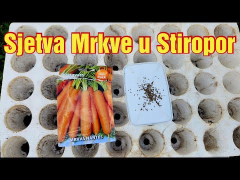 Growing carrots in Styrofoam containers: Discover a simple trick for a bountiful harvest!