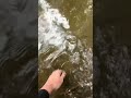 Nice Dolly Varden