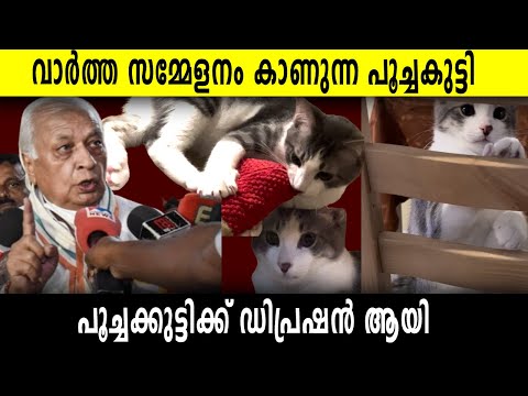 ഗവർണറുടെ വാർത്ത സമ്മേളനം കാണുന്ന പൂച്ചകുട്ടി | Malayalam News | Sunitha Devadas | Cat watching Tv