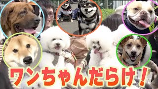 【ワンちゃんだらけ！】犬種別オフ会に密着！