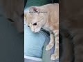 Don T Think Is Gonna End Well For Cream Tabby Cat Shorts