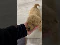 Goldendoodle dogs for sale: Archie - Video 1