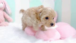 ハーフ犬の動画01