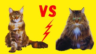 Maine Coon vs. Norwegische Waldkatze - Unterschiede und Ähnlichkeiten