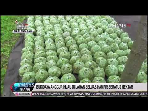 Batu untuk potensi laki-laki Penurunan penjualan palu Thor di Ukraina