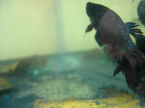 Male and female fighting Px and B bloodlines