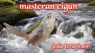 Download lagu Masteran cigun pagi dan malam hari, dengan jeda air mengalir. mp3 Download lagu Masteran cigun pagi dan malam hari, dengan jeda air mengalir. mp3