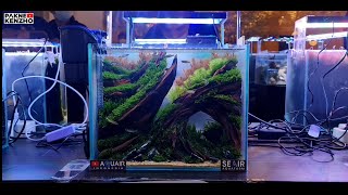 #317 Aquaair Aquascape contest 2021 "Biginer class"