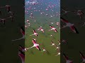 Flamingo Birds Flying Over