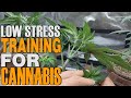 HOW TO LOW STRESS TRAIN CANNABIS PLANTS LST