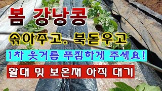 [텃밭농부 379]  봄 강낭콩 솎아주고 북돋우고 1차 웃거름 푸짐하게 주는 방법. #강낭콩재배