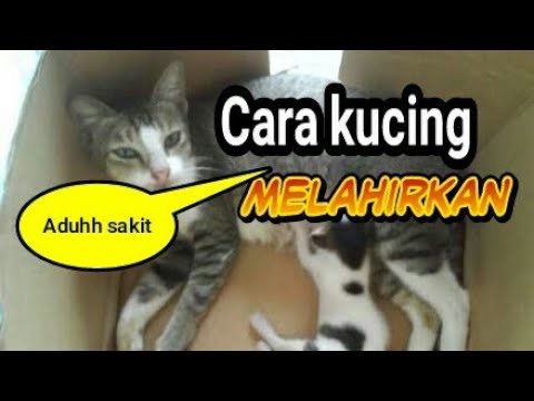 Cara kucing melahirkan  KASKUS