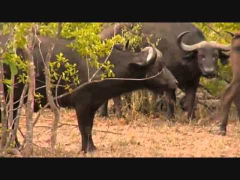 PM Safari Drive at Djuma Game Reserve on Nov 14, 2015