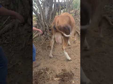 disponible en Sonsonate santo domingo de Guzmán WhatsApp 60632341