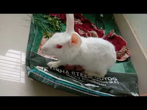 animal lover@sushreesdiary7958