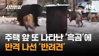 주택 앞 또 나타난 '흑곰'에 반격 나선 '반려견' #글로벌픽 / JTBC 사건반장