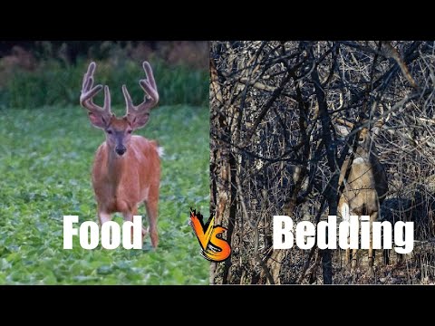 Do deer prefer food or bedding?