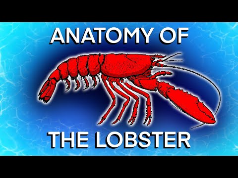 Anatomy of the Lobster