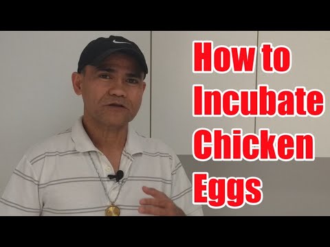 HOW TO INCUBATE CHICKEN EGGS 'STEP-BY-STEP'(Chicken Tour)