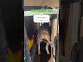 Preg Scanning Ewes For Spring Lambing In Australia Sheepfarmers Farm Whitedorper Farmsadvice