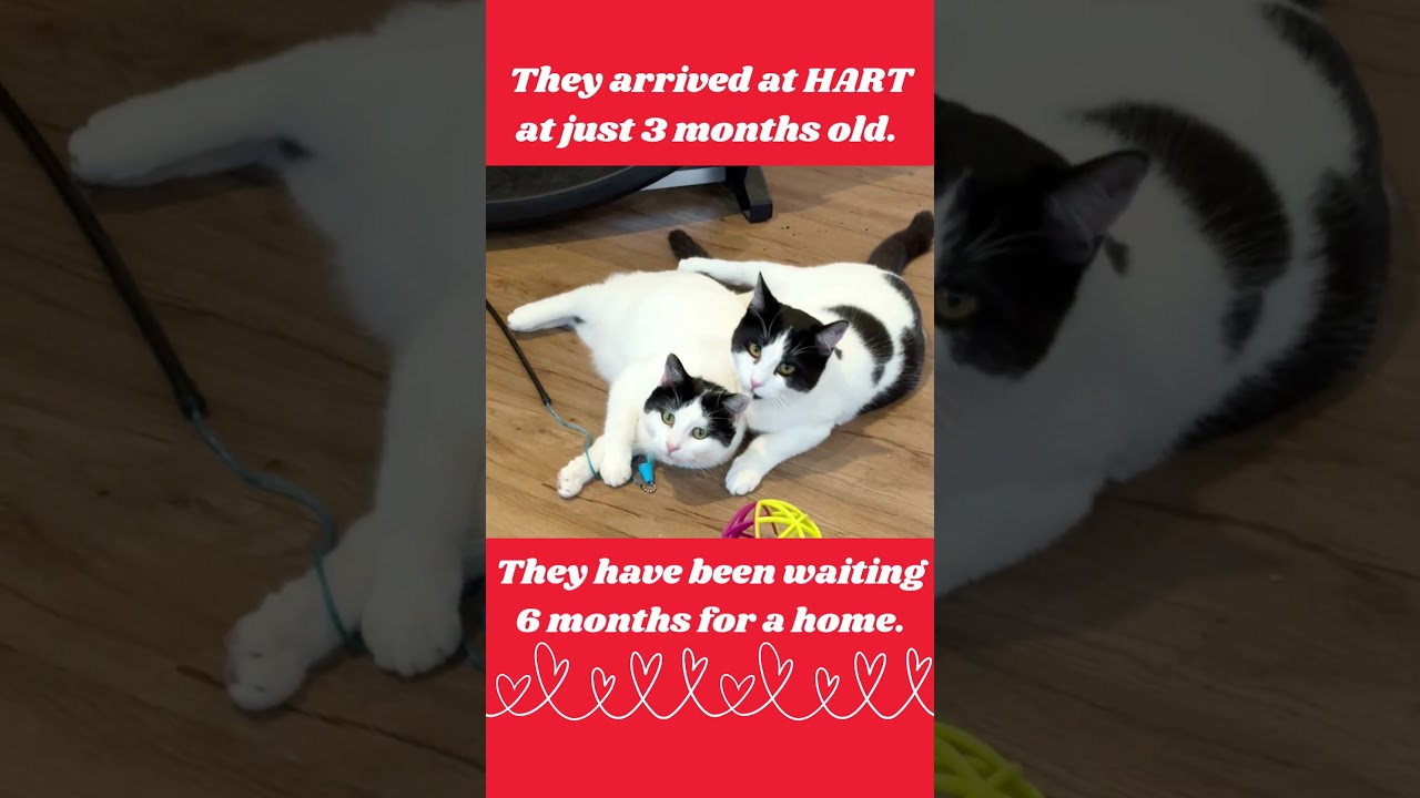 Enlarge Eddie, a Adoptable mixed breed in Cambria, CA video 1/5